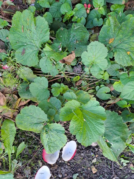 Is this a weed?