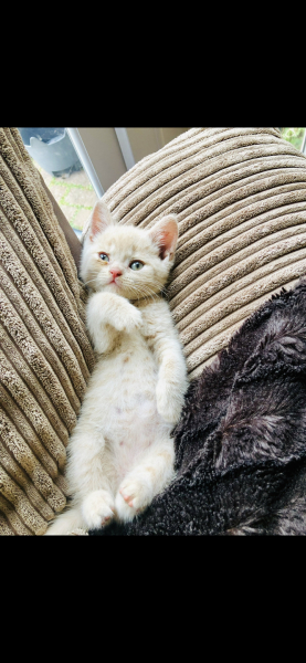 Kitten sneezing