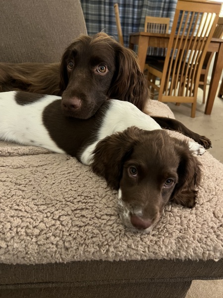 What's your pet doing right now?