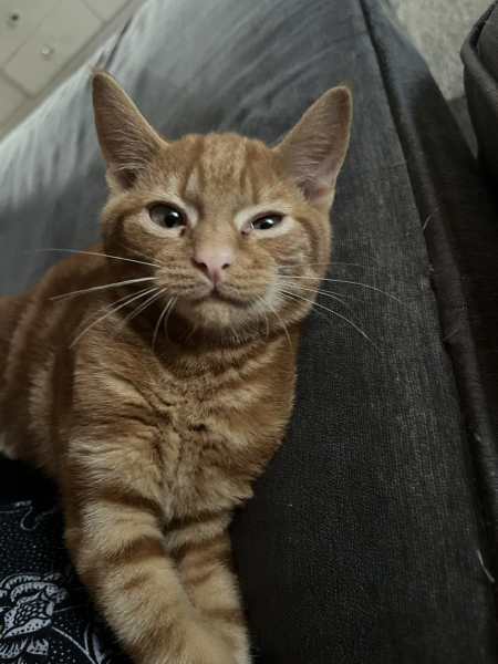 Doing okay with our new kitten?