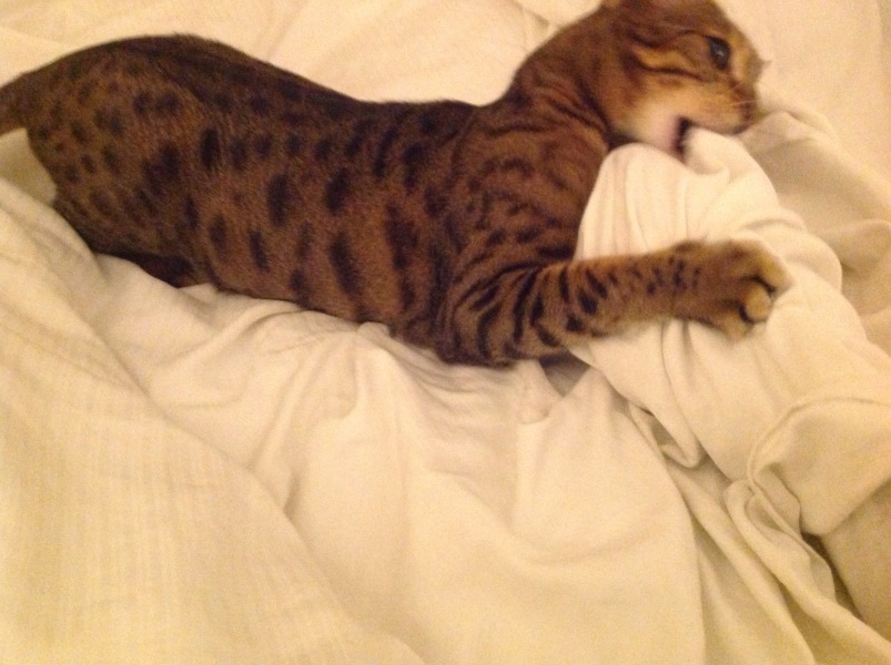 Thug cat part 5 - For he will not do destruction, if he is well-fed, neither will he spit without provocation.