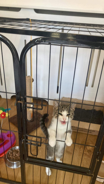 Further Adventures of the Excellent Cats