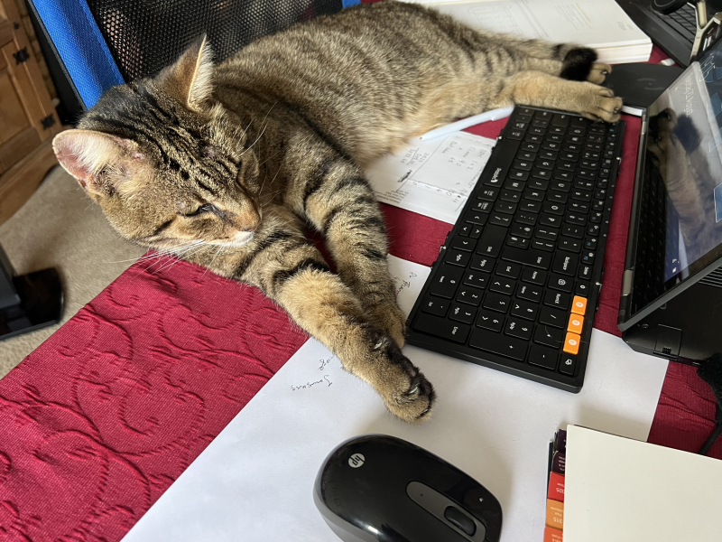 Thug cat part 5 - For he will not do destruction, if he is well-fed, neither will he spit without provocation.
