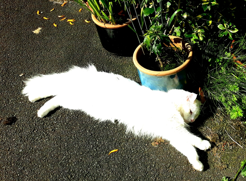 A Very Great Quantity Of Excellent Cats