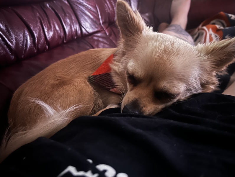What's your pet doing right now?