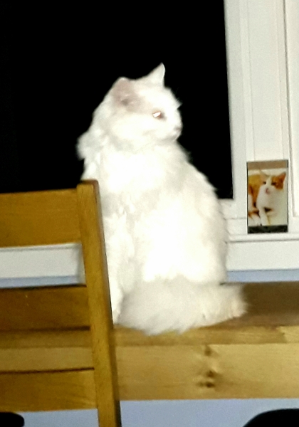 Further Adventures of the Excellent Cats