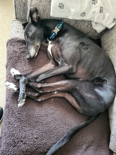 Greyhound Appreciation