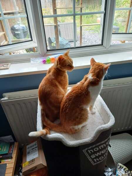 A Very Great Quantity Of Excellent Cats