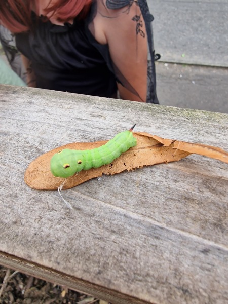 to be wary or scared of this creature?