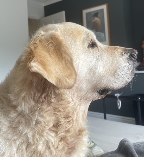 Golden with stiff back end
