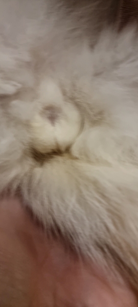 4 month old kitten.