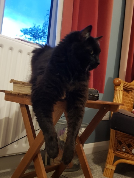 A Very Great Quantity Of Excellent Cats
