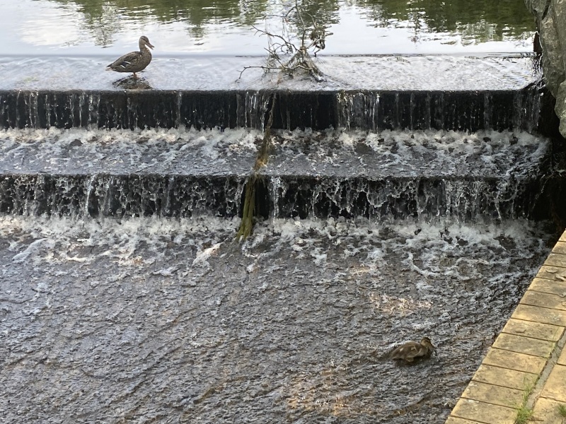 Come and tell me your dull and unexciting news 26: Calmly through the day 