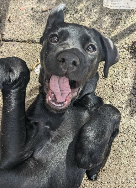 Puppy survival thread part 2