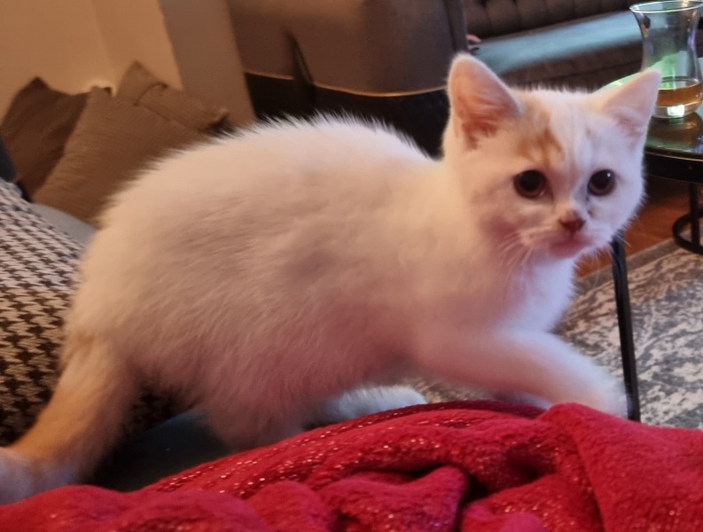 New kitten advice