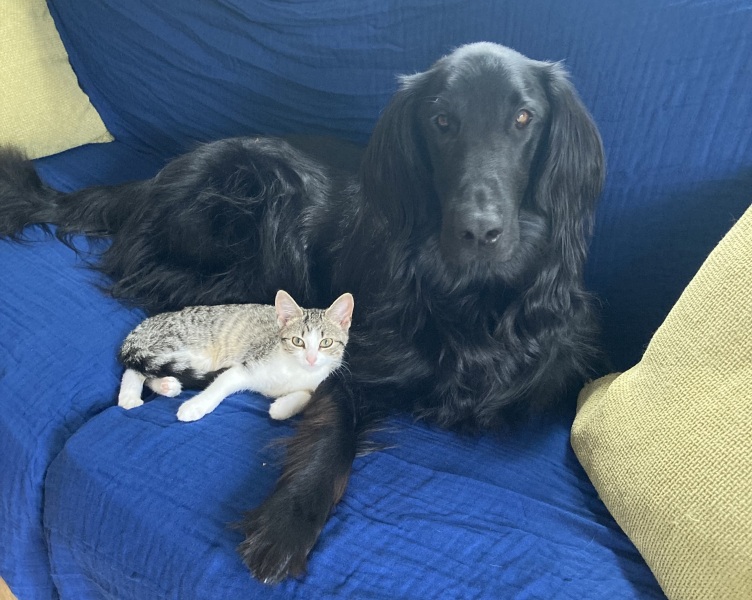 Further Adventures of the Excellent Cats