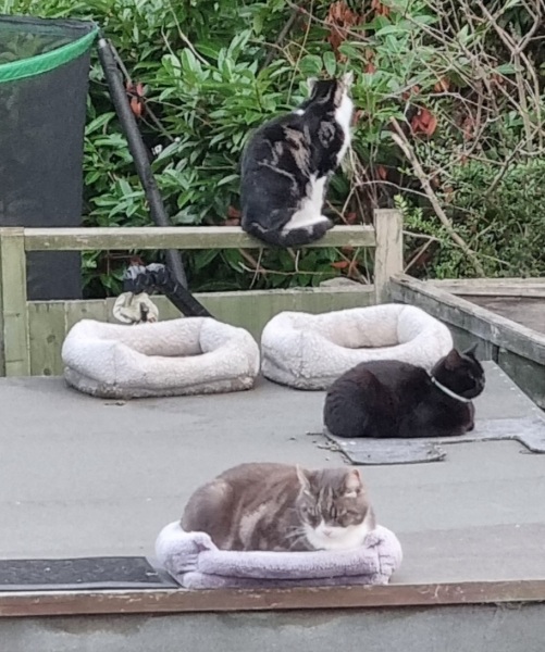 What's your pet doing right now?
