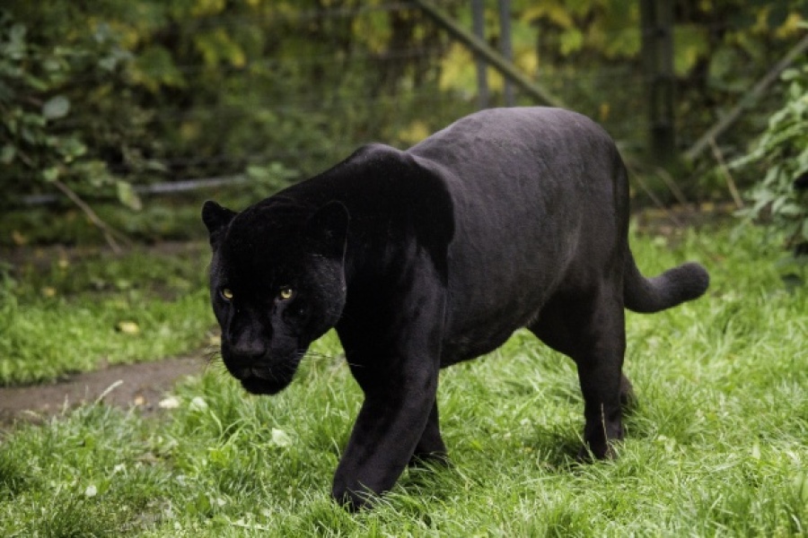 “Possible evidence of big cat in wild in new clearest picture”