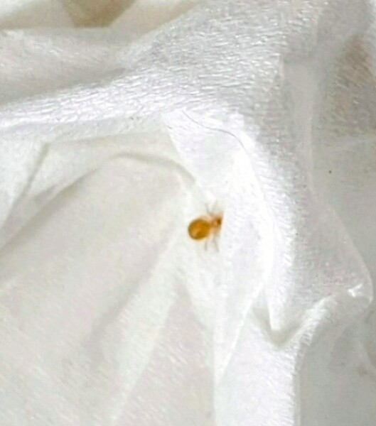 Fucking spider had BRED 🤮