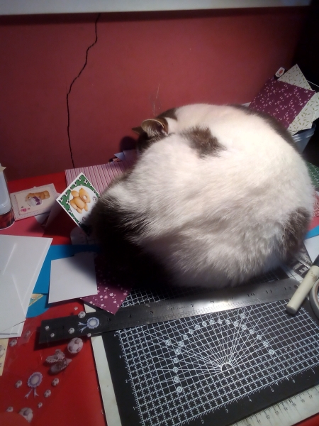 What's your pet doing right now?