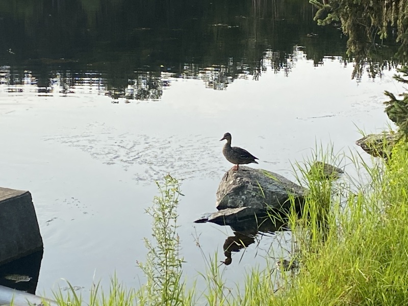 Come and tell me your dull and unexciting news 26: Calmly through the day 