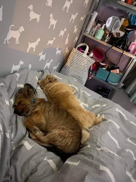What's your pet doing right now?