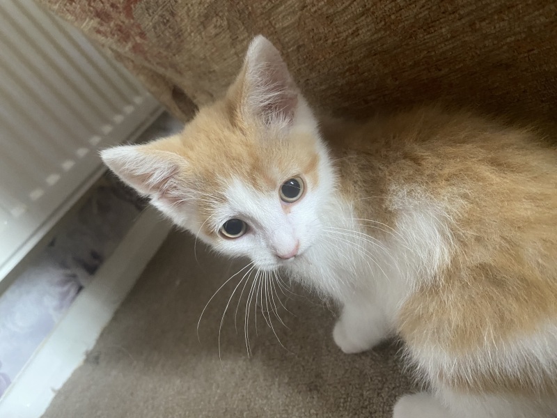 Who wants to see kitten pics?