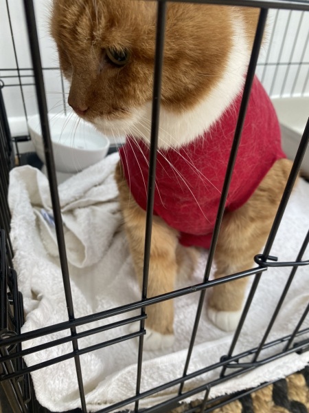 Off his tits and stuck in a onesie