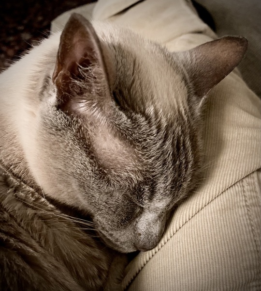 What's your pet doing right now?