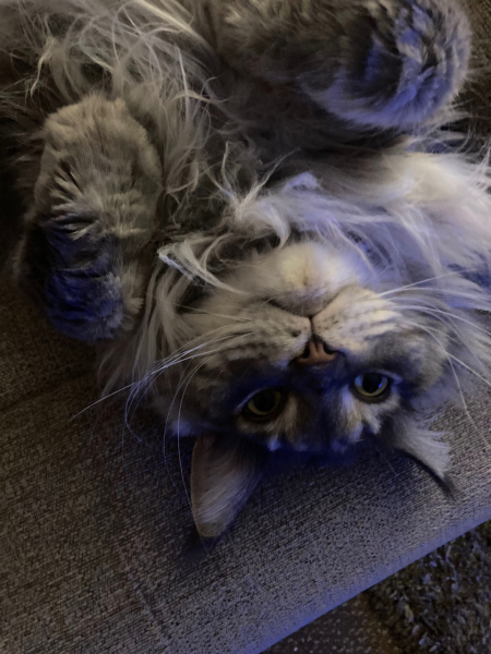 Kitten name help!
