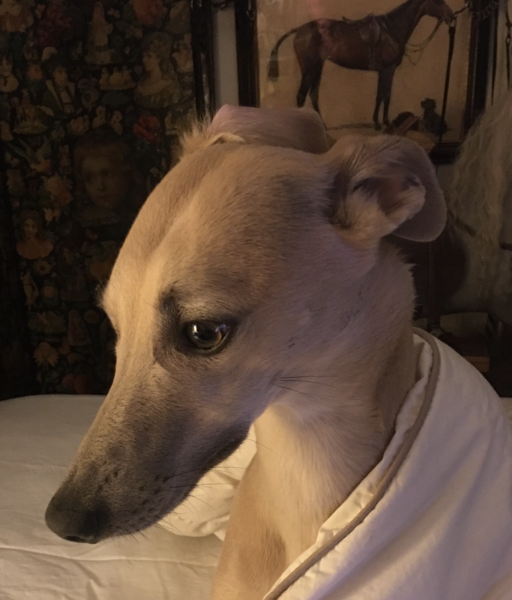 The mushroom poisoning in Vic.... I am gripped - Part 2