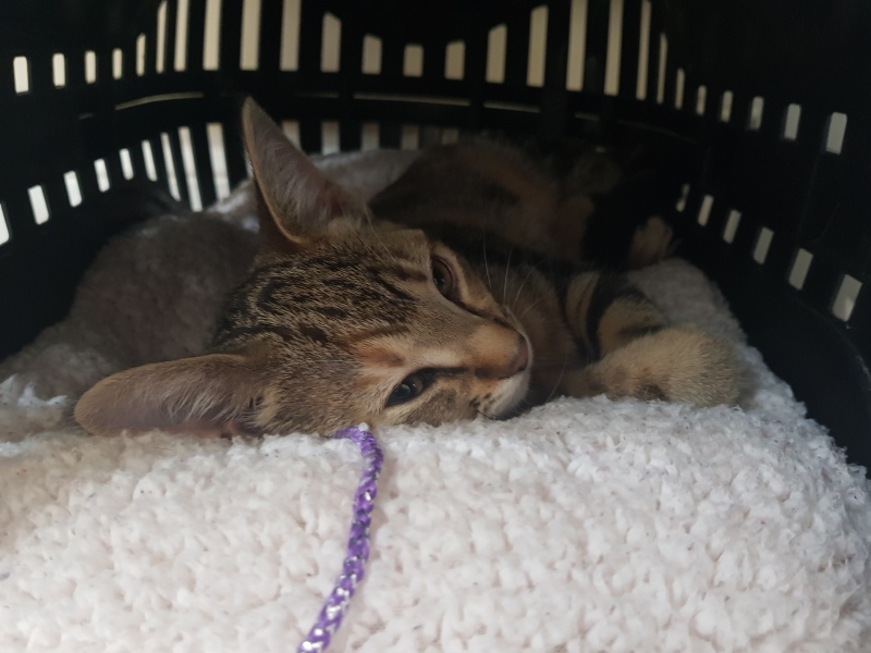 Doing okay with our new kitten?