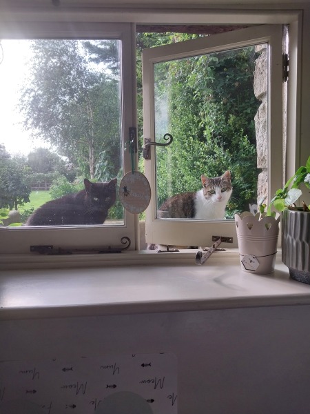 A Very Great Quantity Of Excellent Cats