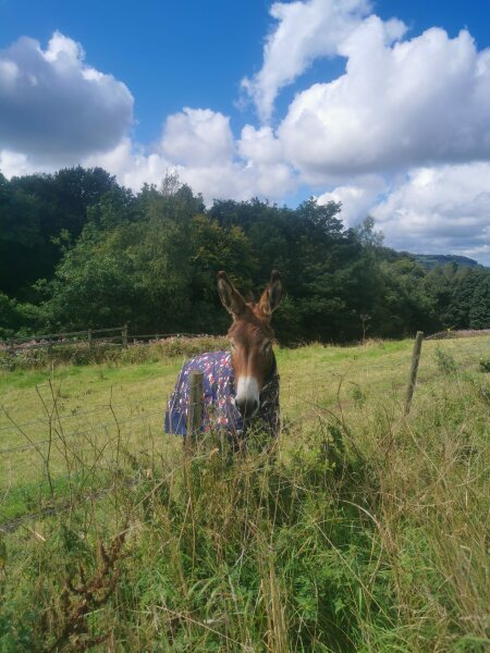Does Anyone Own A Donkey?