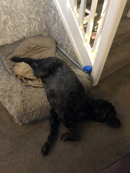 Dog bed for a looong  dog