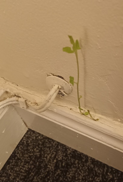 Growth coming into the house!!