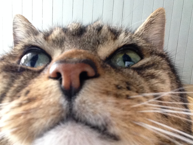 What's your pet doing right now?