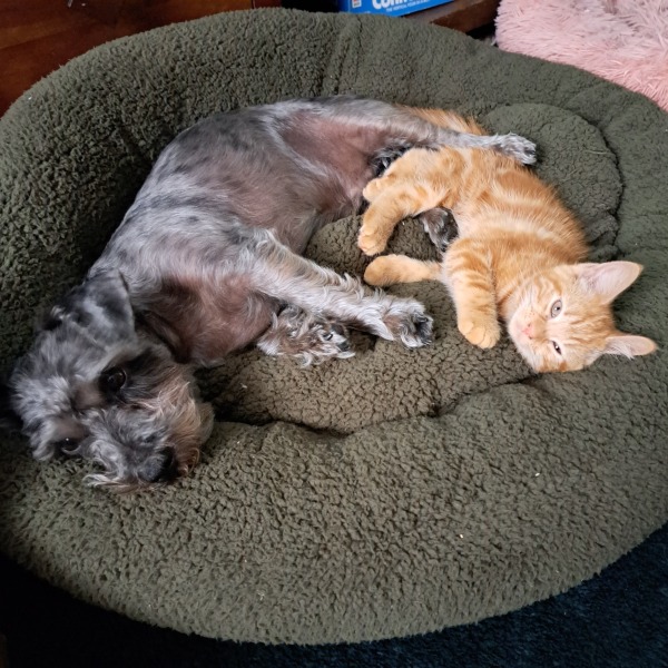 Welcome Sonny - a kitten appreciation thread