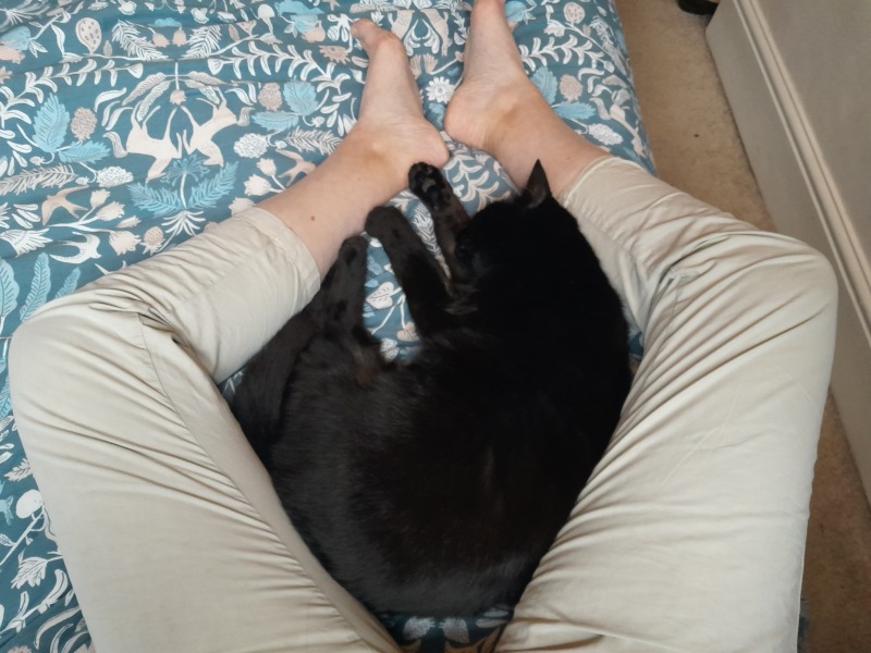 Call me a crazy cat lady if you will....