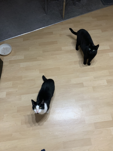 A Very Great Quantity Of Excellent Cats