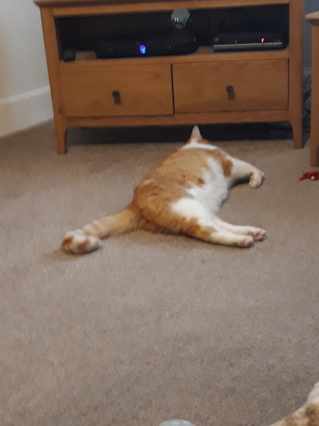 Further Adventures of the Excellent Cats