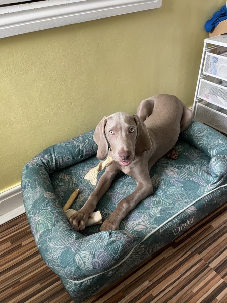 Puppy survival thread part 2