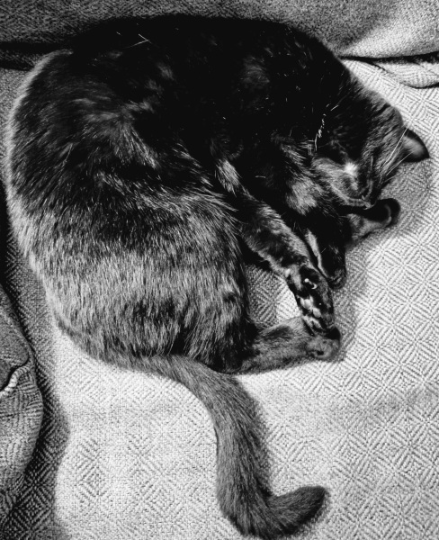 International cat day