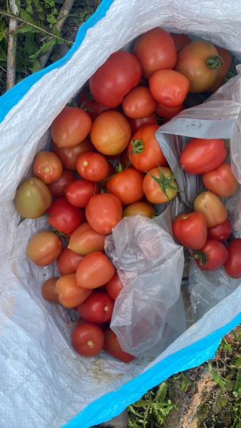 Countdown to Christmas 2023: launching into summer with more Christmas planning (thread 2) 