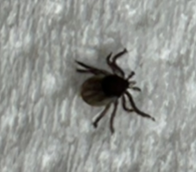 Does this look like a tick?