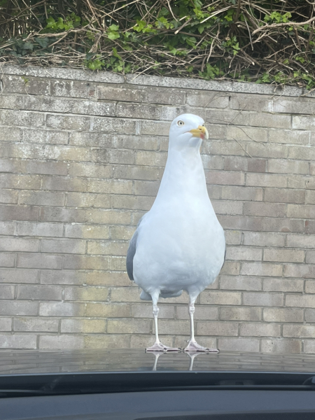 Seagulls