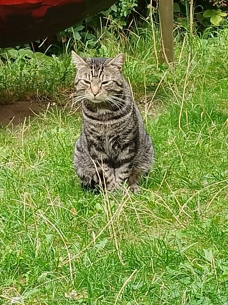 Rescue cat constantly pestering for food