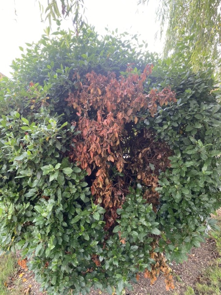 What's happening to my bush?