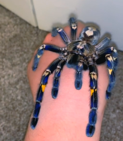 Look at this massive spider (pic warning)