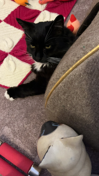 What's your pet doing right now?